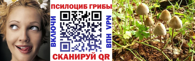 купить наркотики цена  Новотитаровская  Галлюциногенные грибы GOLDEN TEACHER 